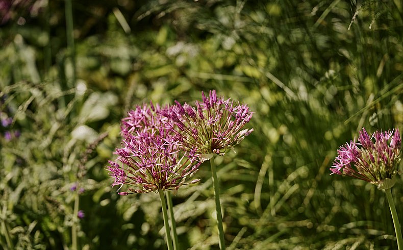 KYN Hurlingham WalledGarden Flower 