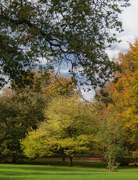 Bromley Trees Cropped 