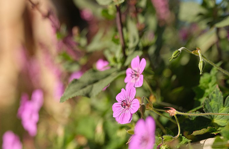 KYN Hurlingham pottedflower 