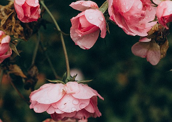 pexels visual stories  micheile 5670342 